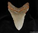 Big, Sharp Inch Megalodon Tooth #58-2